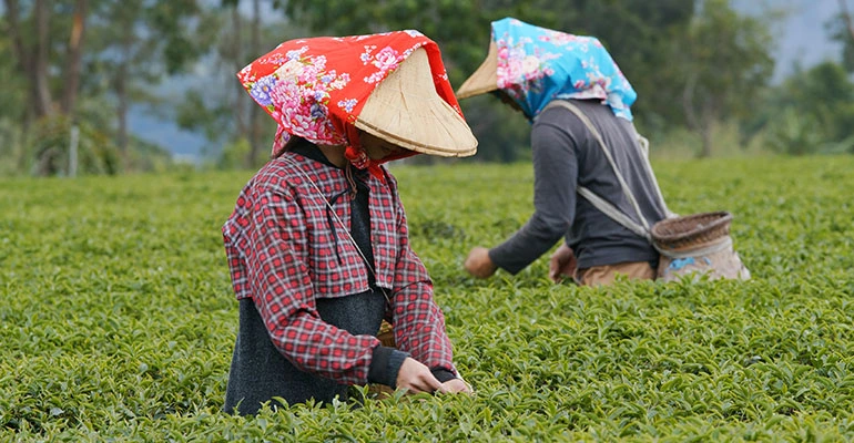 Tea Tours